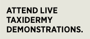 Attend Live Taxidermy Demonstrations